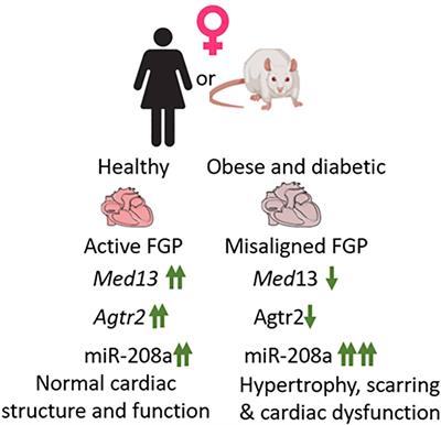 A role for misaligned gene expression of fetal gene program in the loss of female-specific cardiovascular protection in young obese and diabetic females